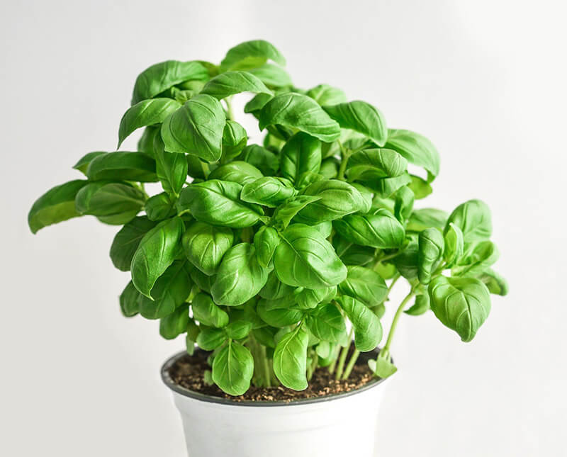 Basil