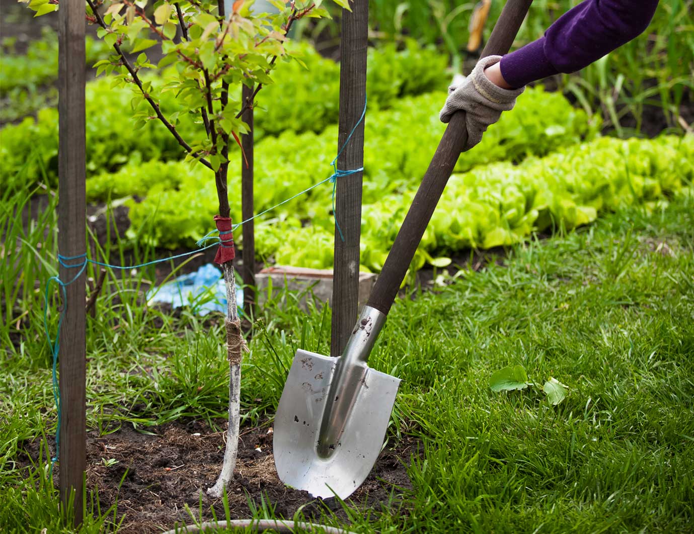 Featured Image for DIY Landscape Installation