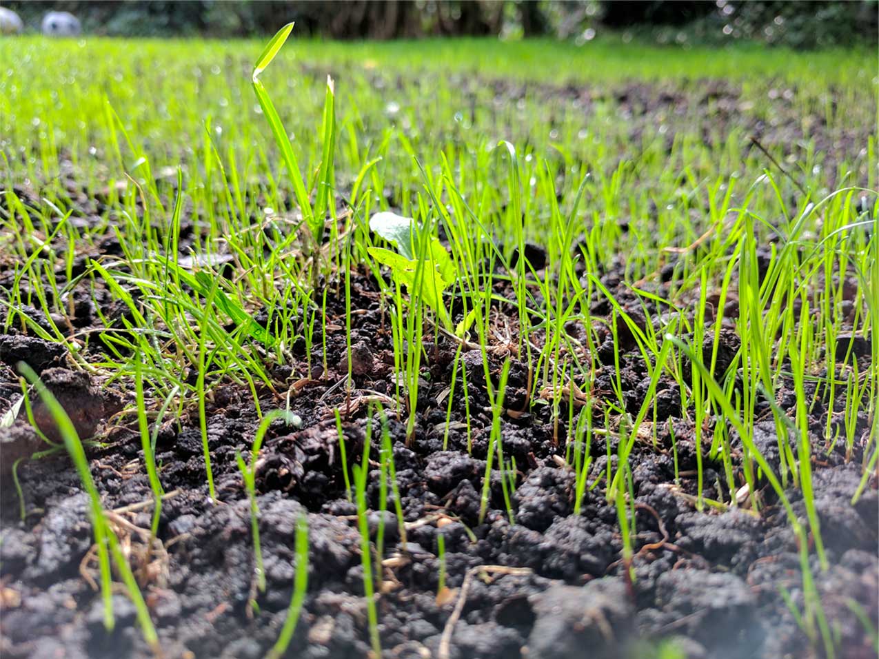 Featured Image for Overseeding Your Lawn