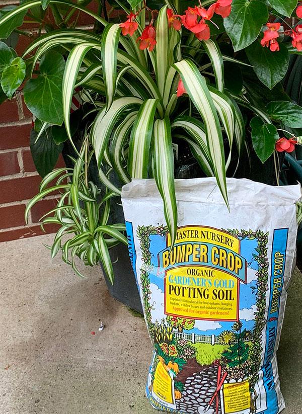 Featured Image for First Time Gardener?  ﻿Here Are the Three Most Important Things for Great Growing.