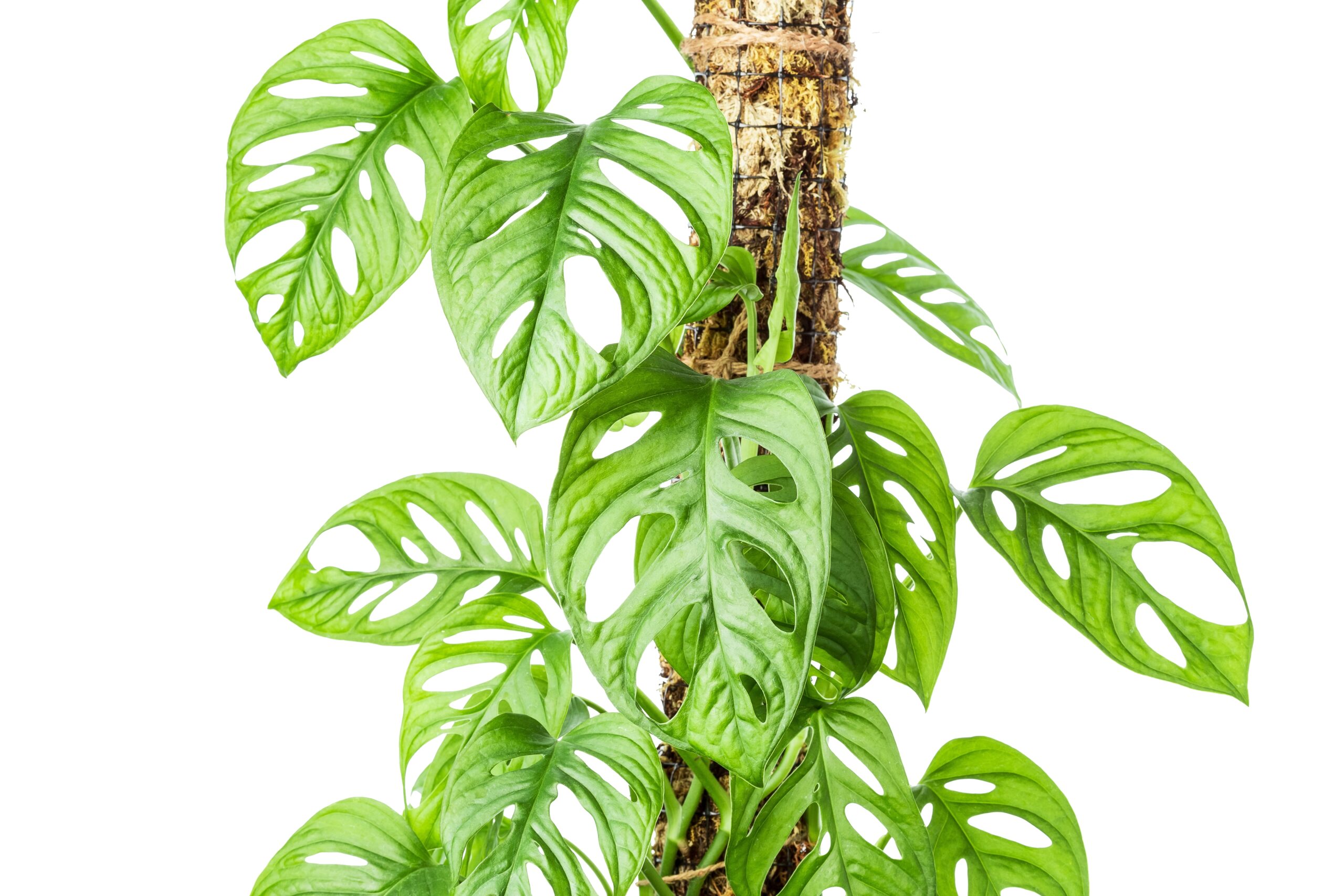 Featured Image for Embrace Plant Parenting