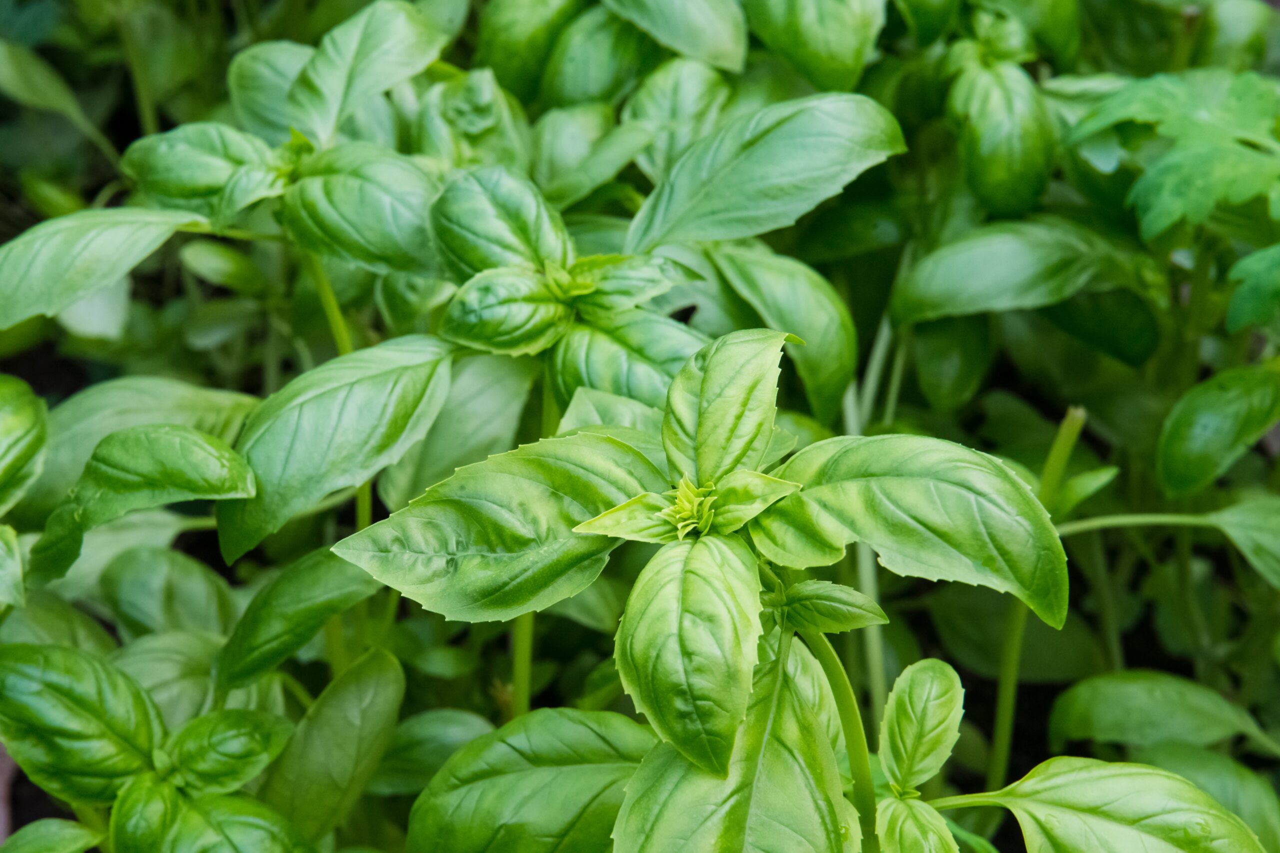 Featured Image for Spice Up Your Winter with Homegrown Herbs