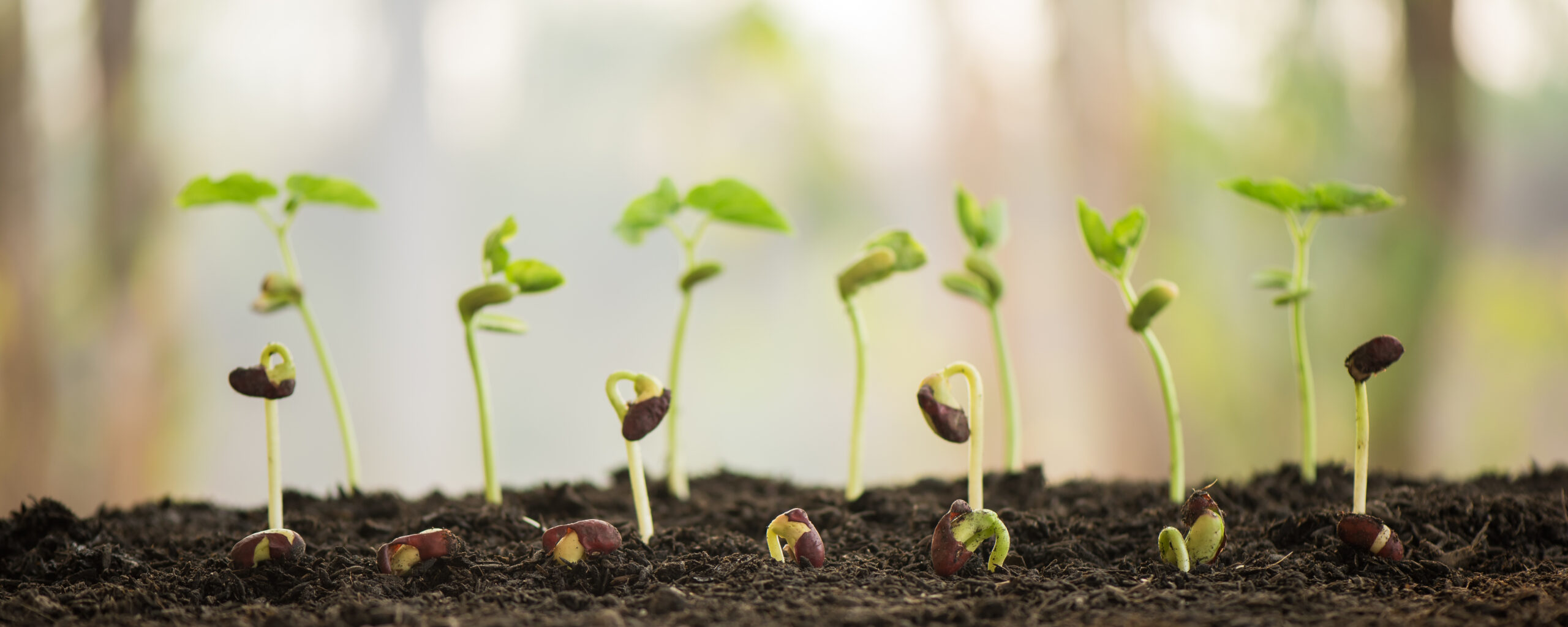 Featured Image for Savor Seed Starting Prep