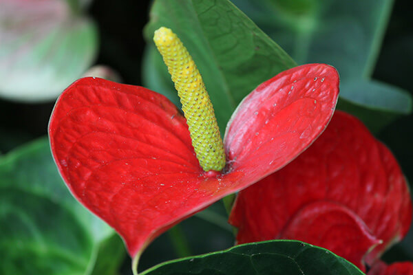 Featured Image for Great Valentine’s Day Gifts Every Gardener Loves