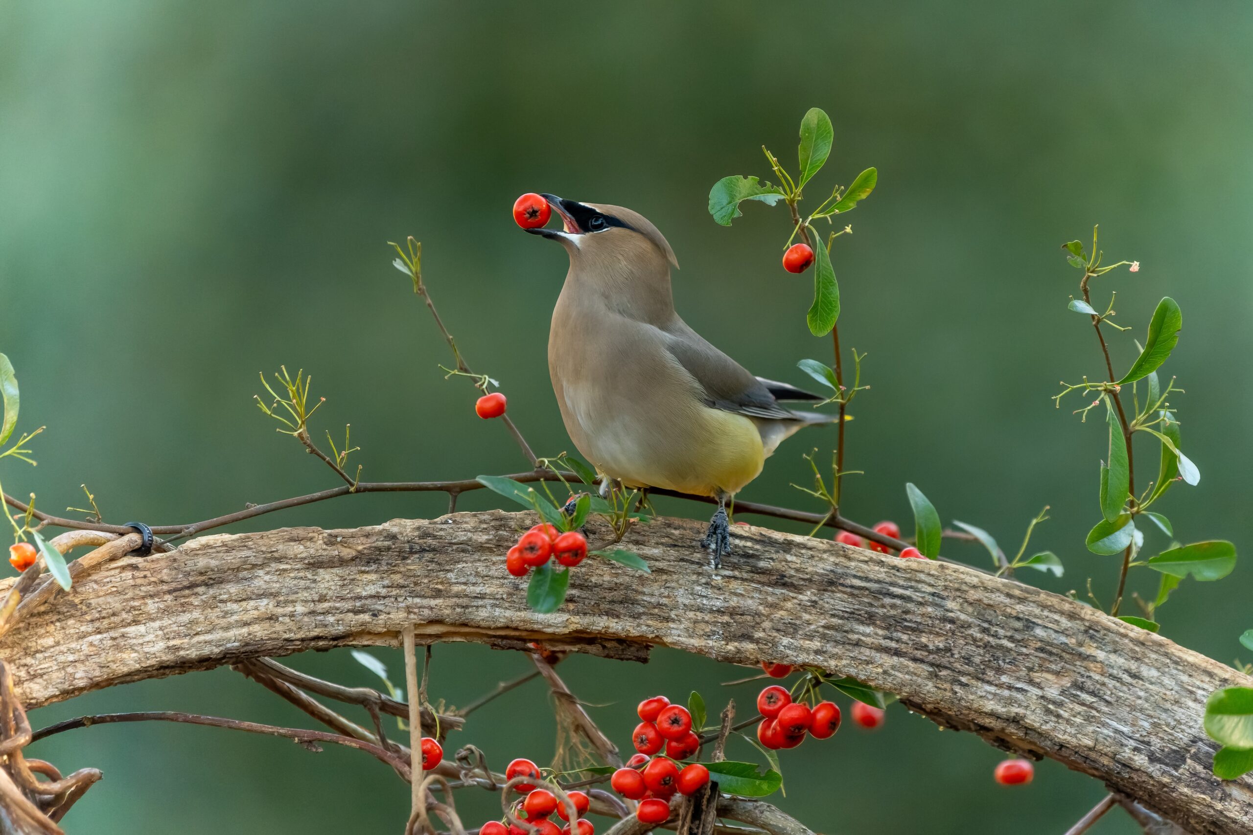 Featured Image for Birds Need Love, Too