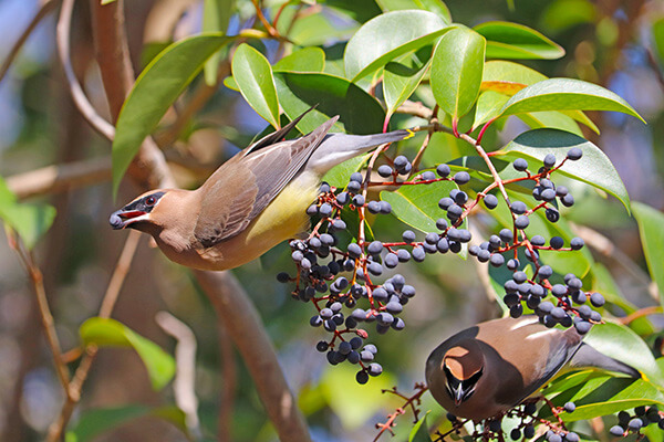 Featured Image for Birds Need Love, Too