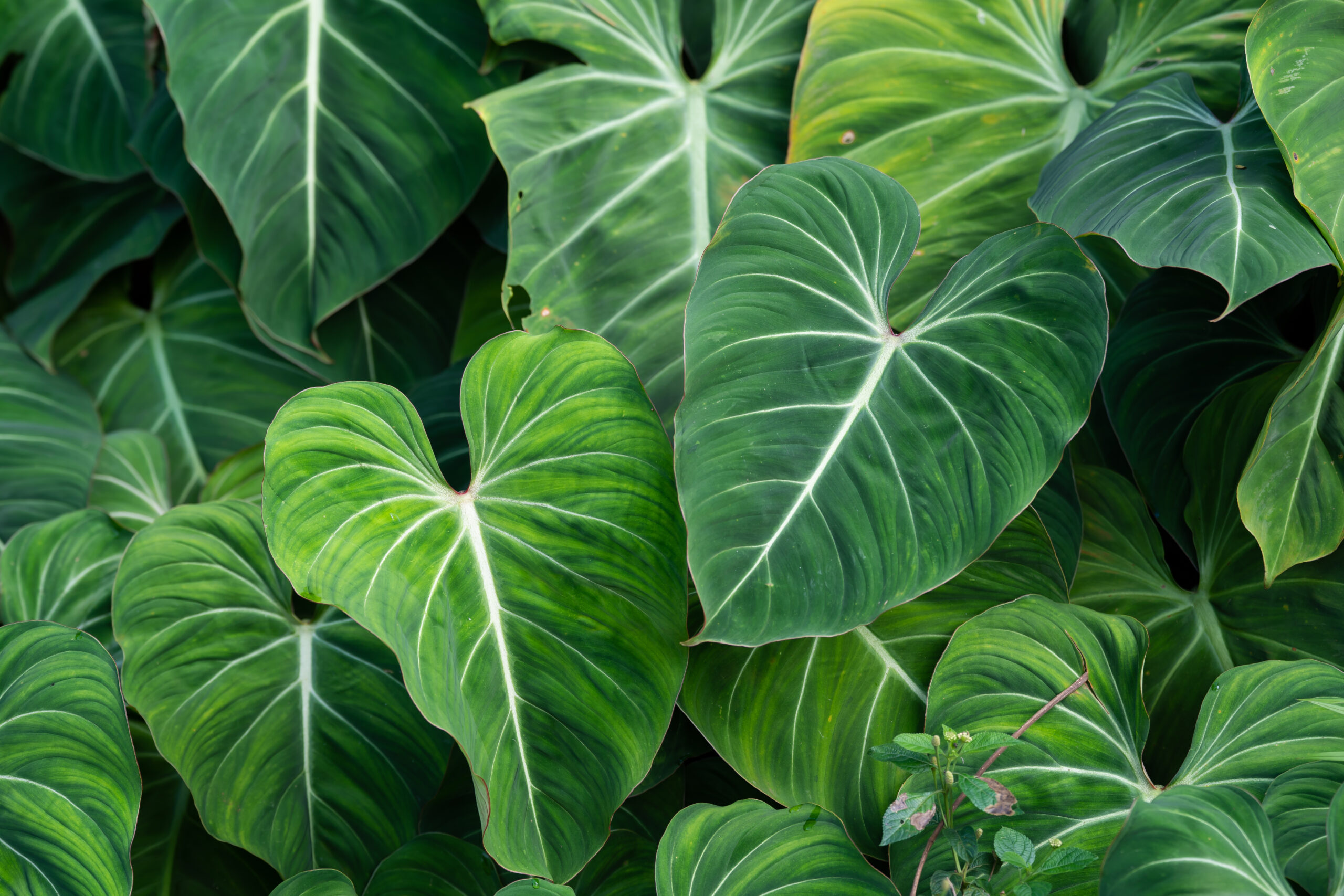 Featured Image for Great Valentine’s Day Gifts Every Gardener Loves
