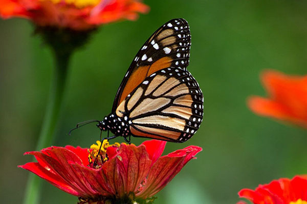 Featured Image for Plan for Pollinators on Learn about Butterflies Day