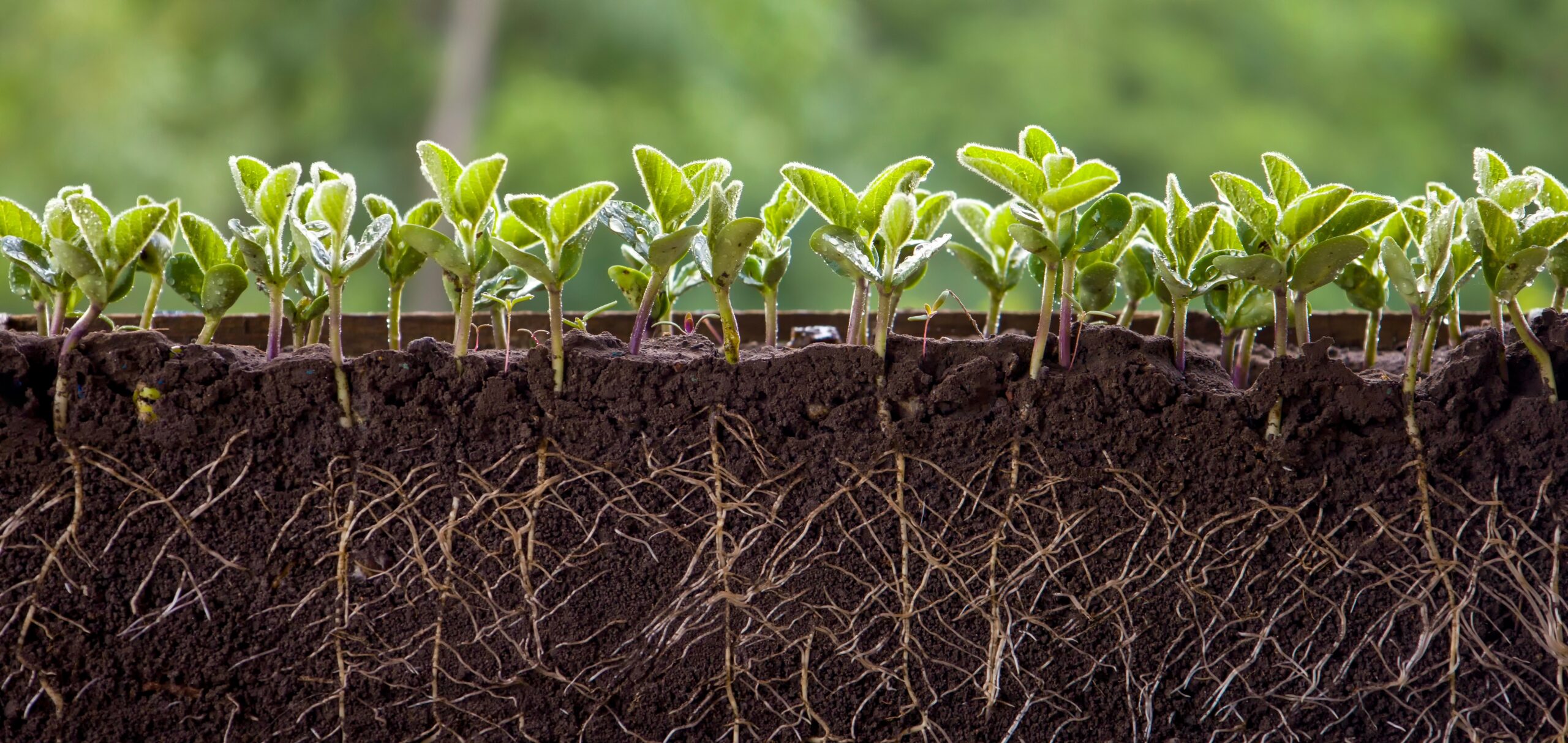 Featured Image for Ready…Set…GROW!
