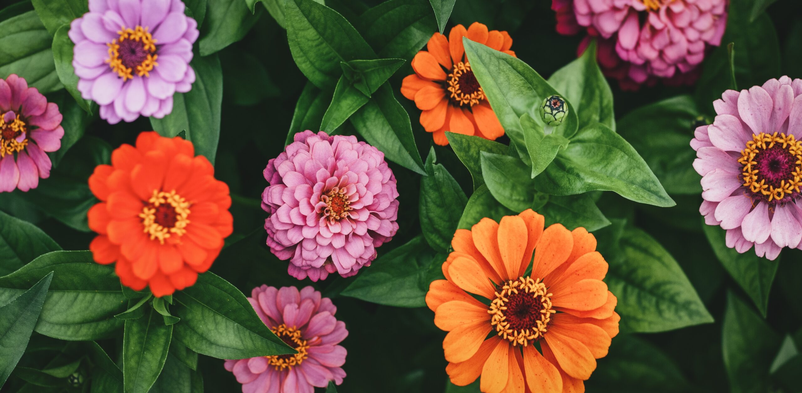 Featured Image for Celebrate Plant a Flower Day—Even if Your Garden Is Buried in Snow