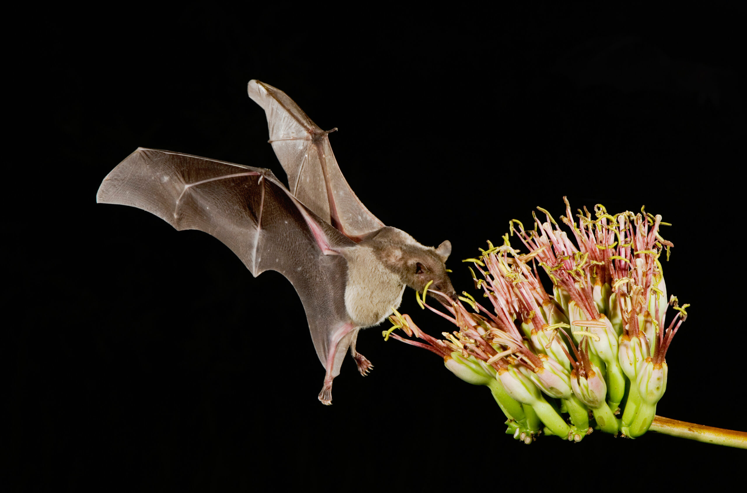 Featured Image for Invite Batty Guests to Your Garden