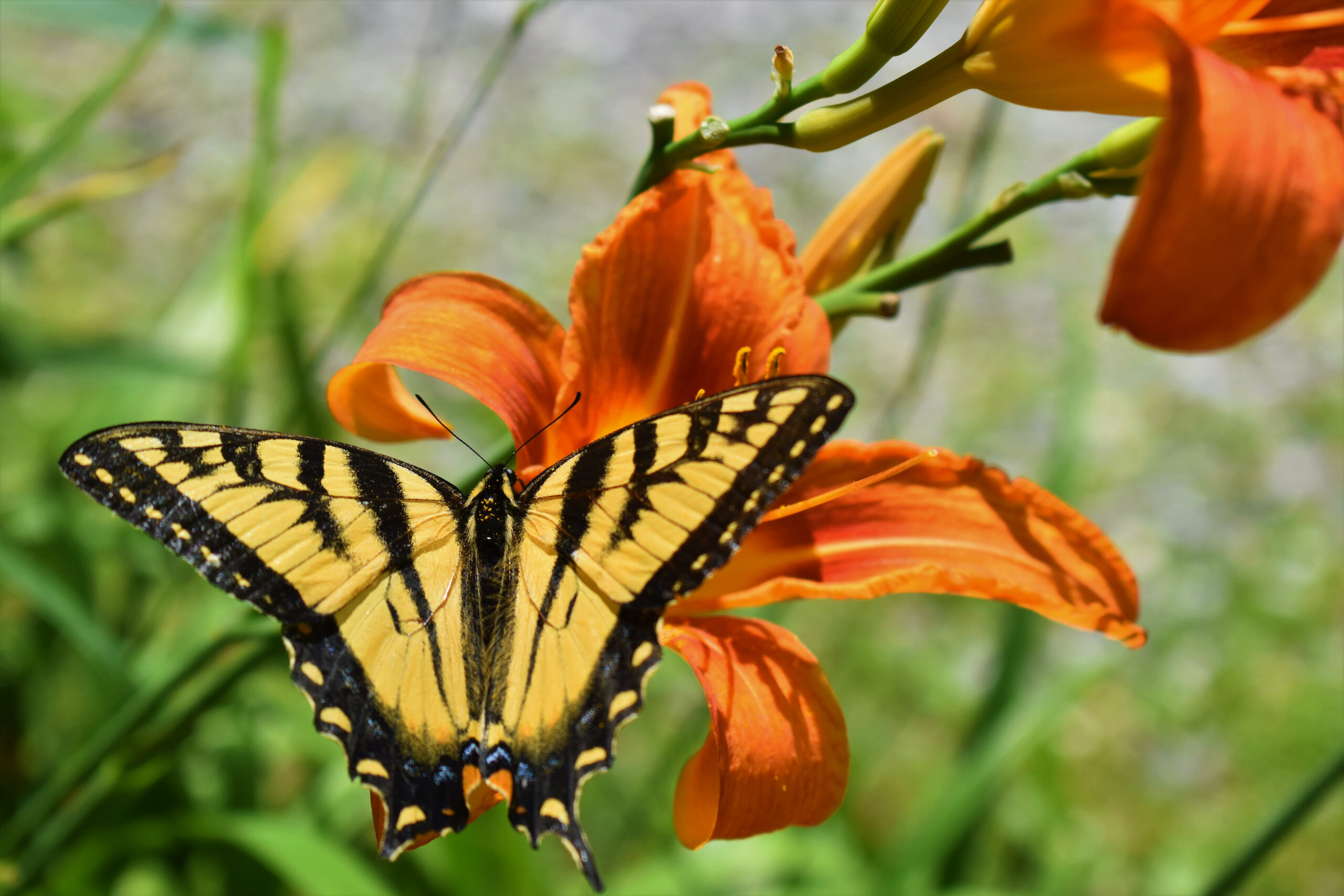 Featured Image for Love Your Mother Earth