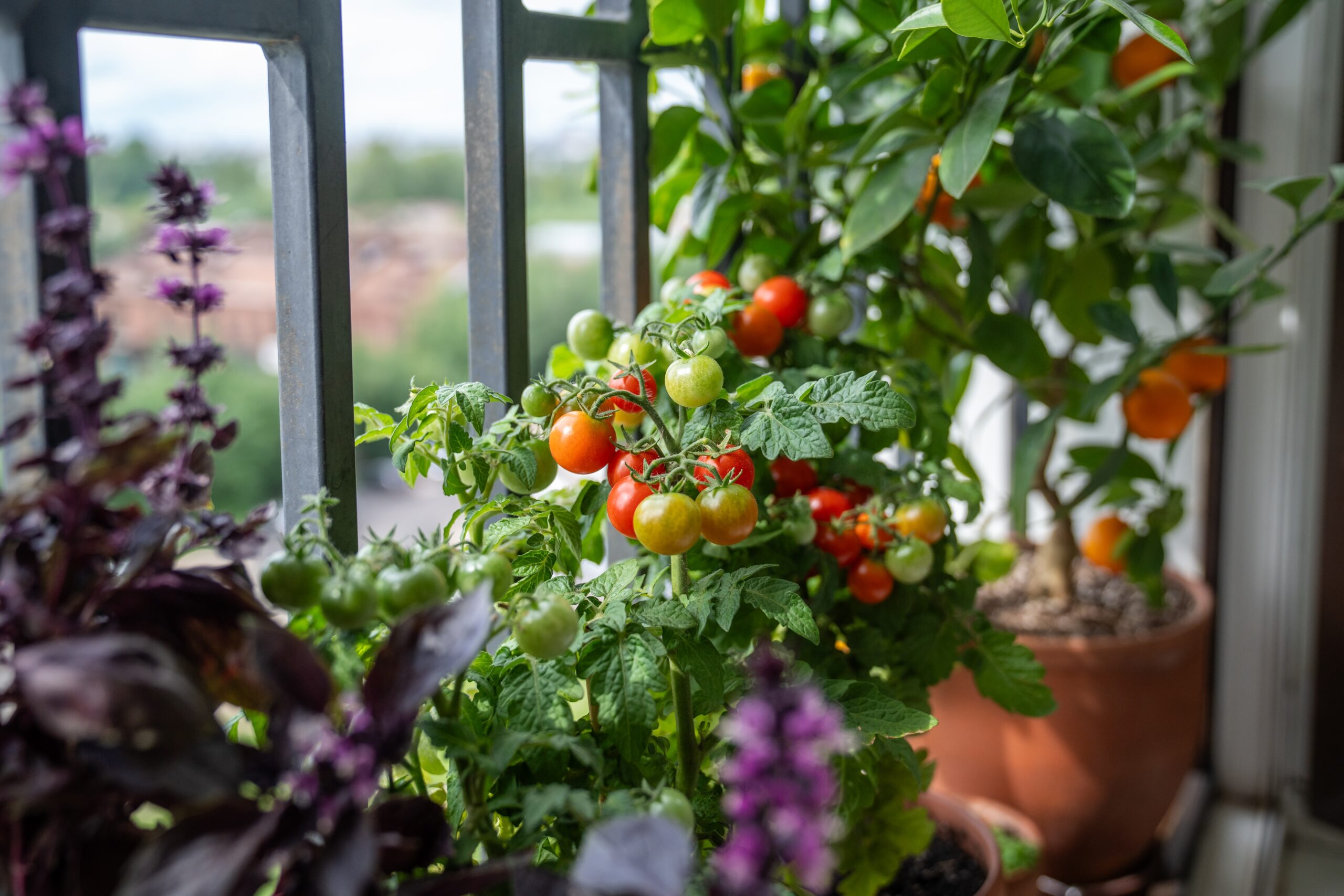 Featured Image for Grow Big Flavor in Small Places