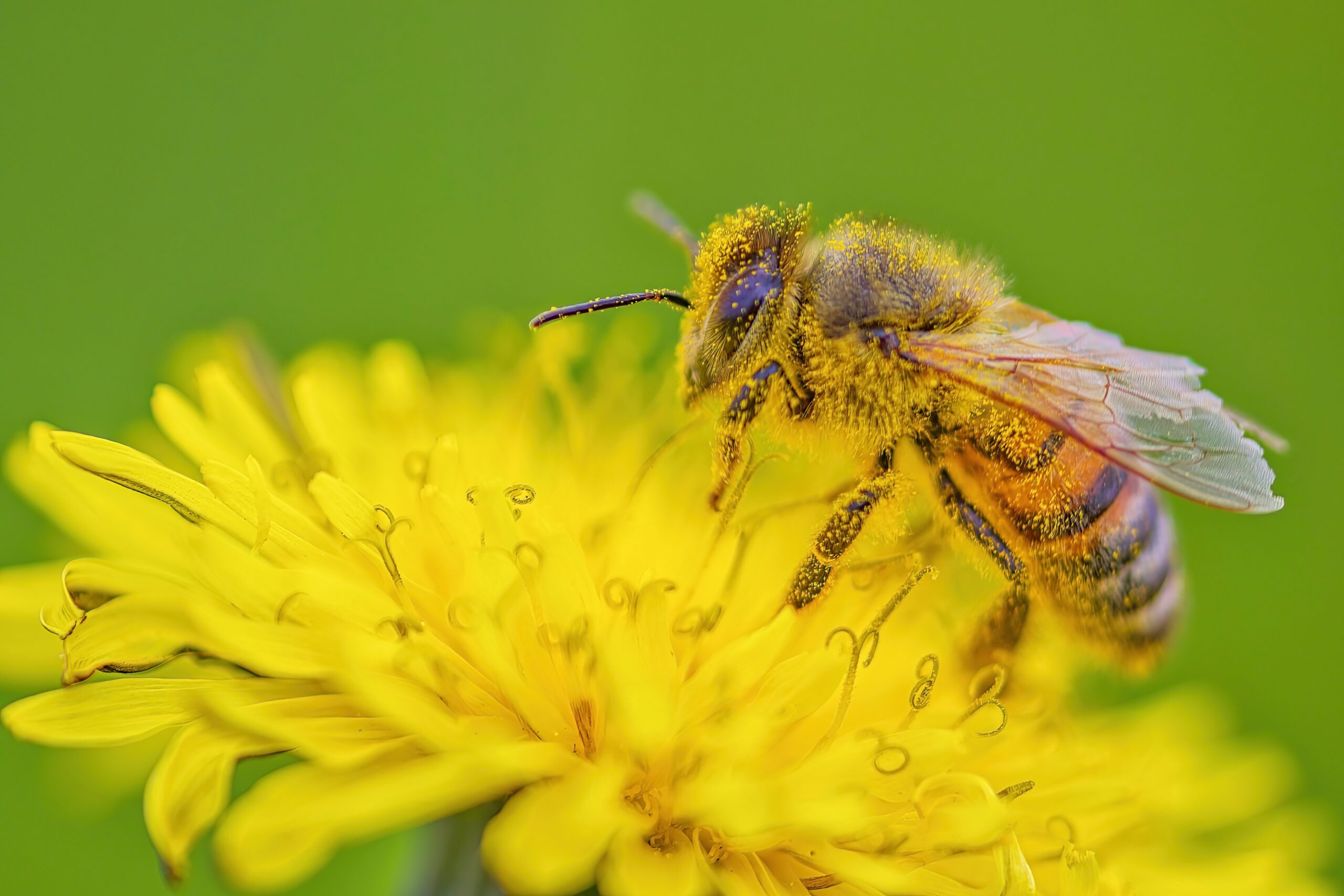 Featured Image for We Can’t Do It Without Pollinators