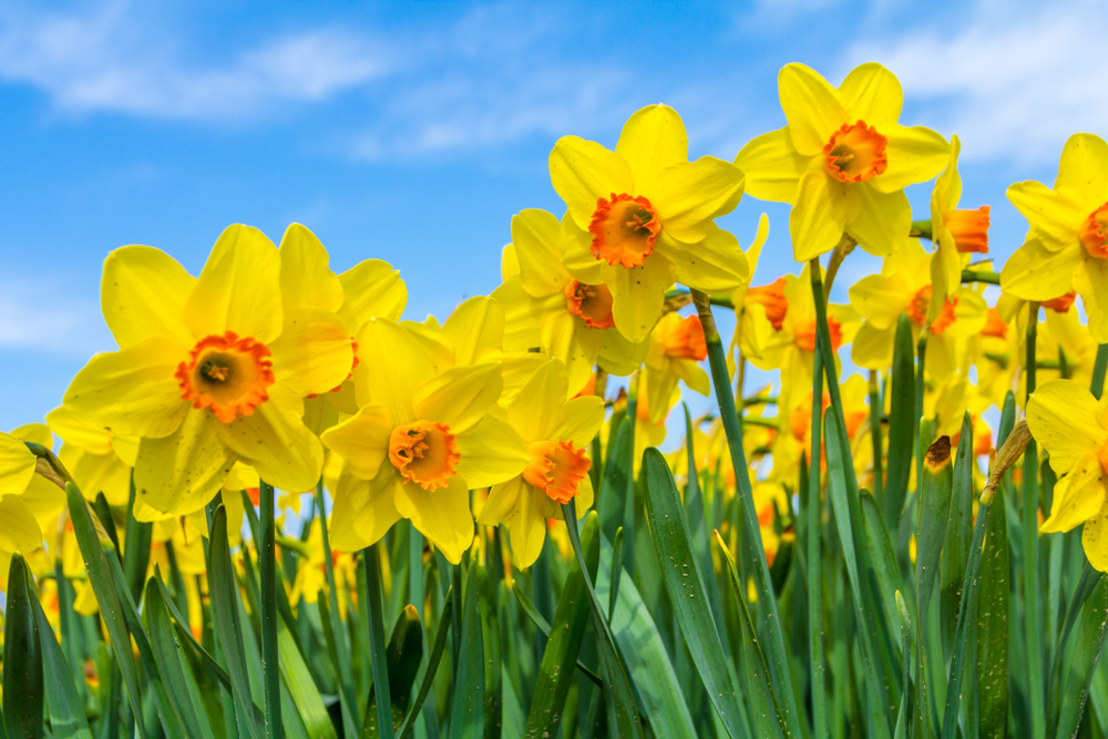 Featured Image for Delightful Daffodils