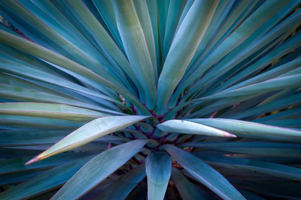 Featured Image for Growing Agave