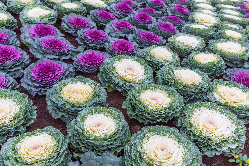 Featured Image for Ornamental Cabbage & Kale