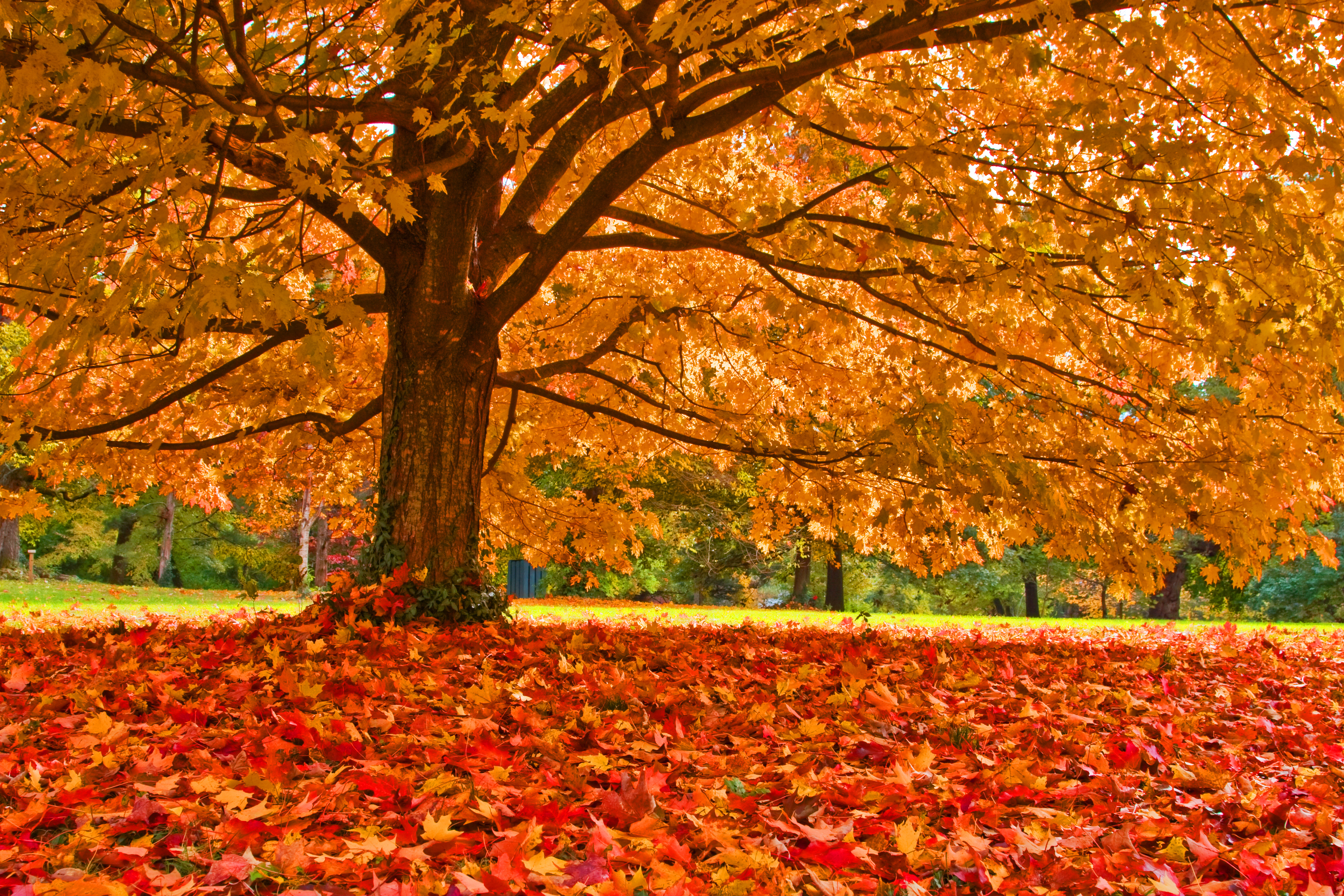 Featured Image for Success with Shade Trees