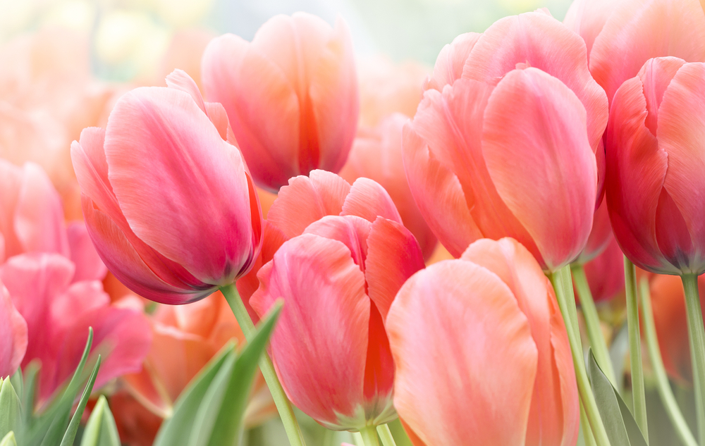 Featured Image for Tulip Time