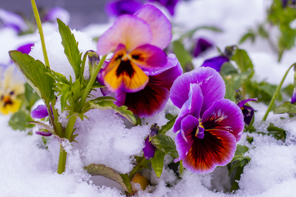 Featured Image for Colorful Winter Pansies