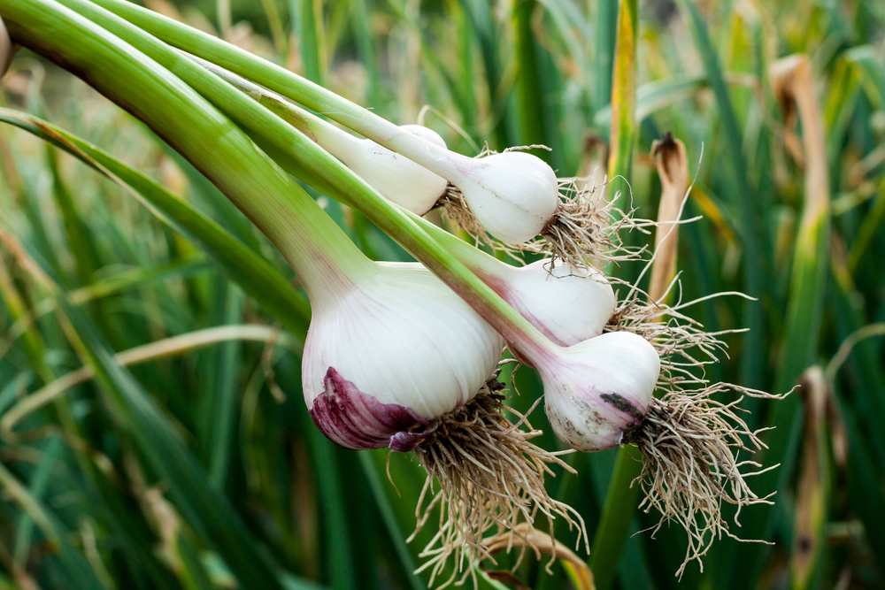 Featured Image for Growing Spring Garlic