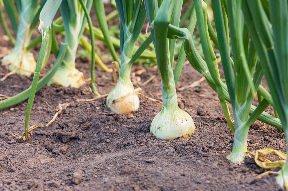 Featured Image for Growing Onions from Sets