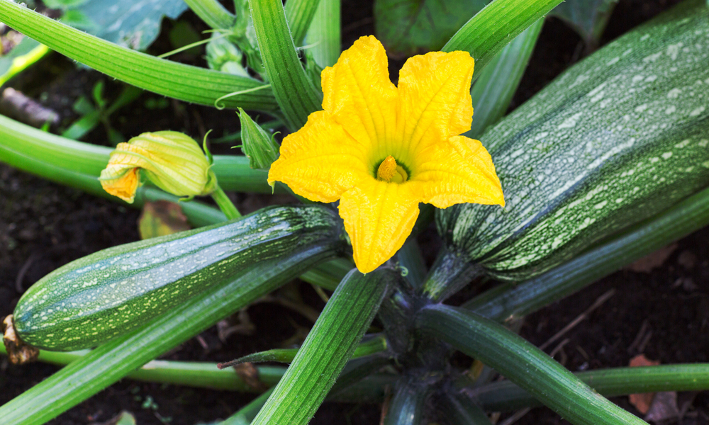 Featured Image for Growing Zucchini and Summer Squash