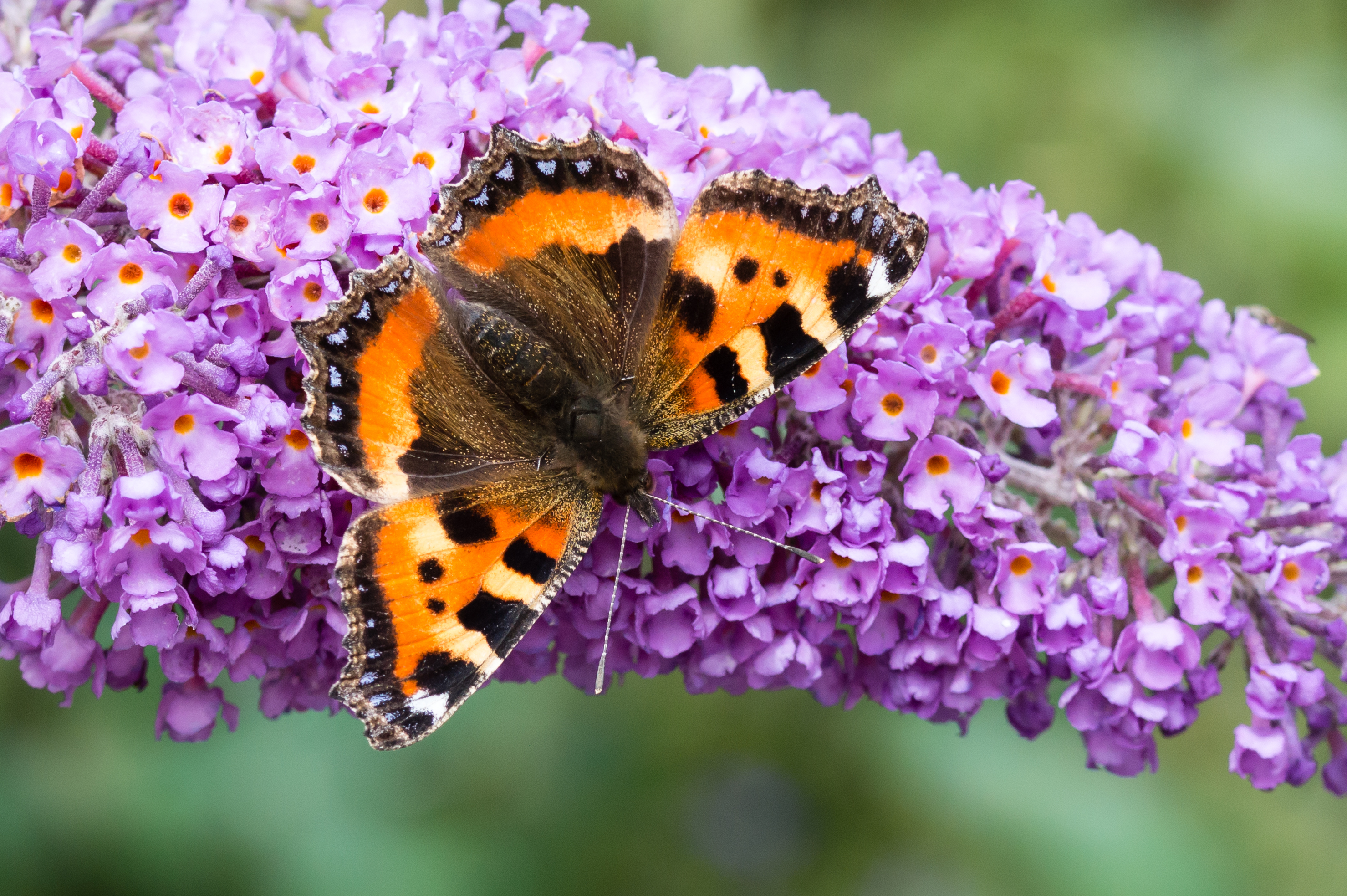 Featured Image for Bringing Butterflies to the Backyard