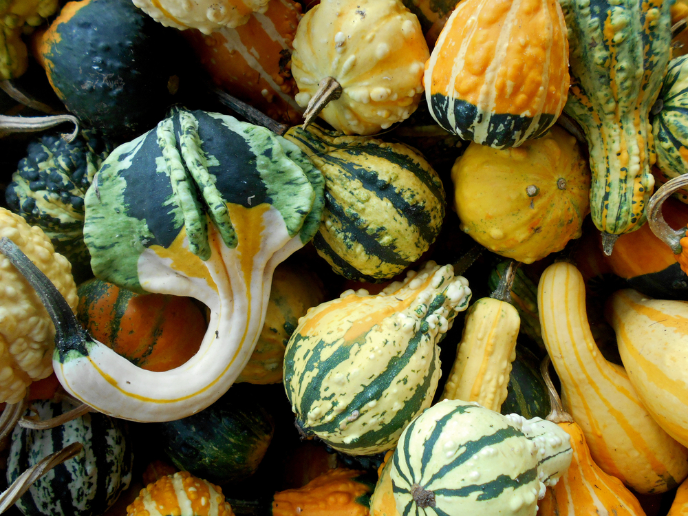 Featured Image for Planting Ornamental Gourds for Fall Harvest